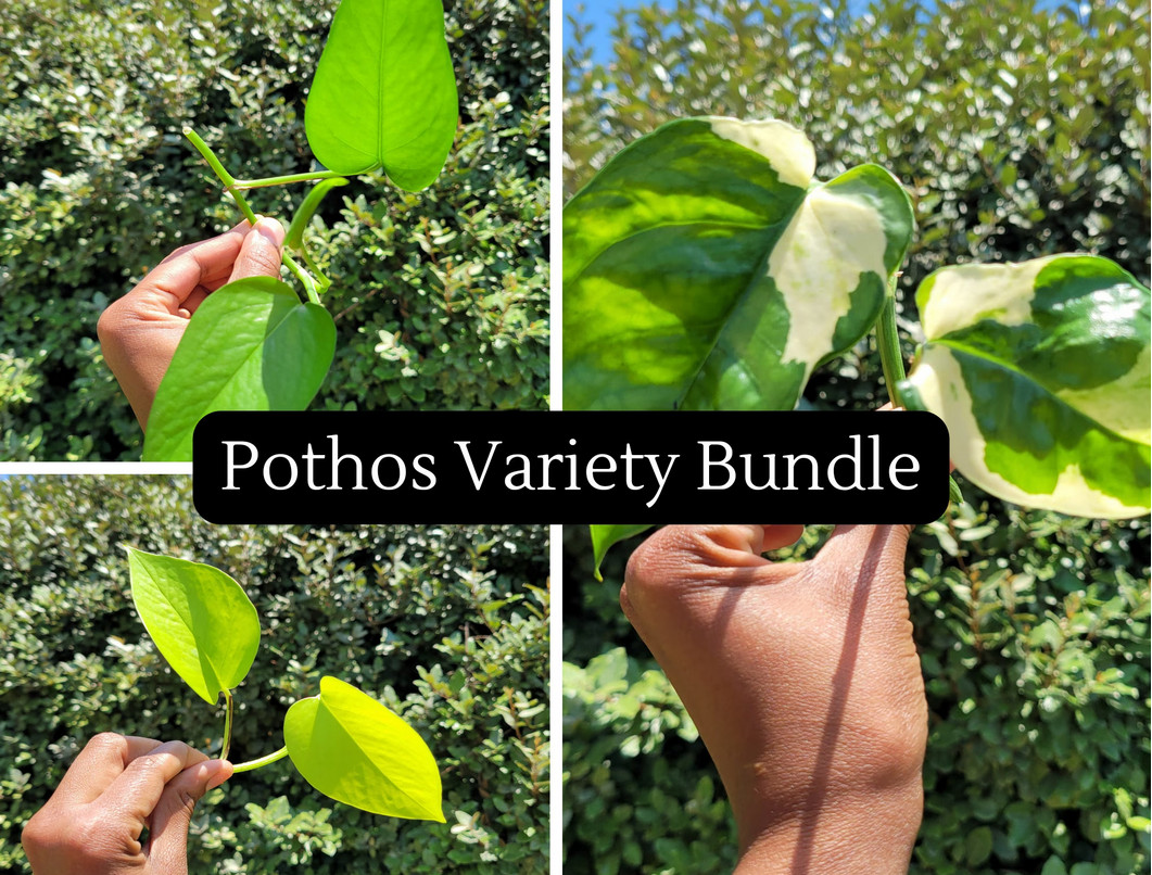 Pothos Ivy Variety Pack (3) | Golden Pothos, Neon Pothos & Pothos N’joy |