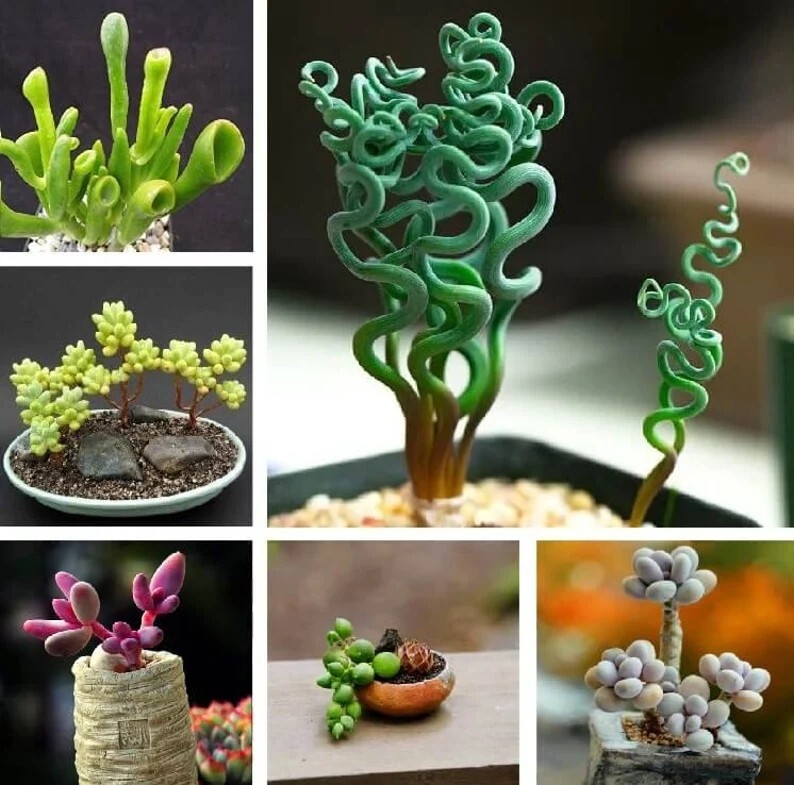 Mixed Succulent Plant Seeds , 50pcs/pack