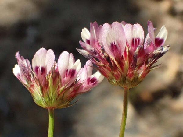 Trifolium willdenovii | Seaside or Tomcat Clover | 5 Seeds