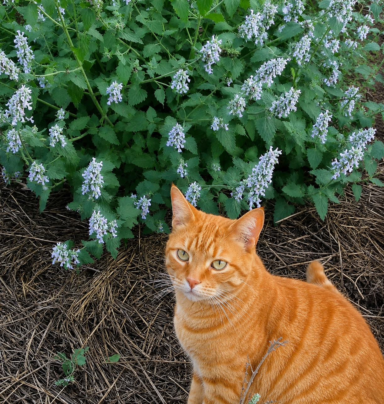 3,000 Heirloom Catnip Seeds – Nepeta cataria -Stunning Speckled Aromatic Flowers