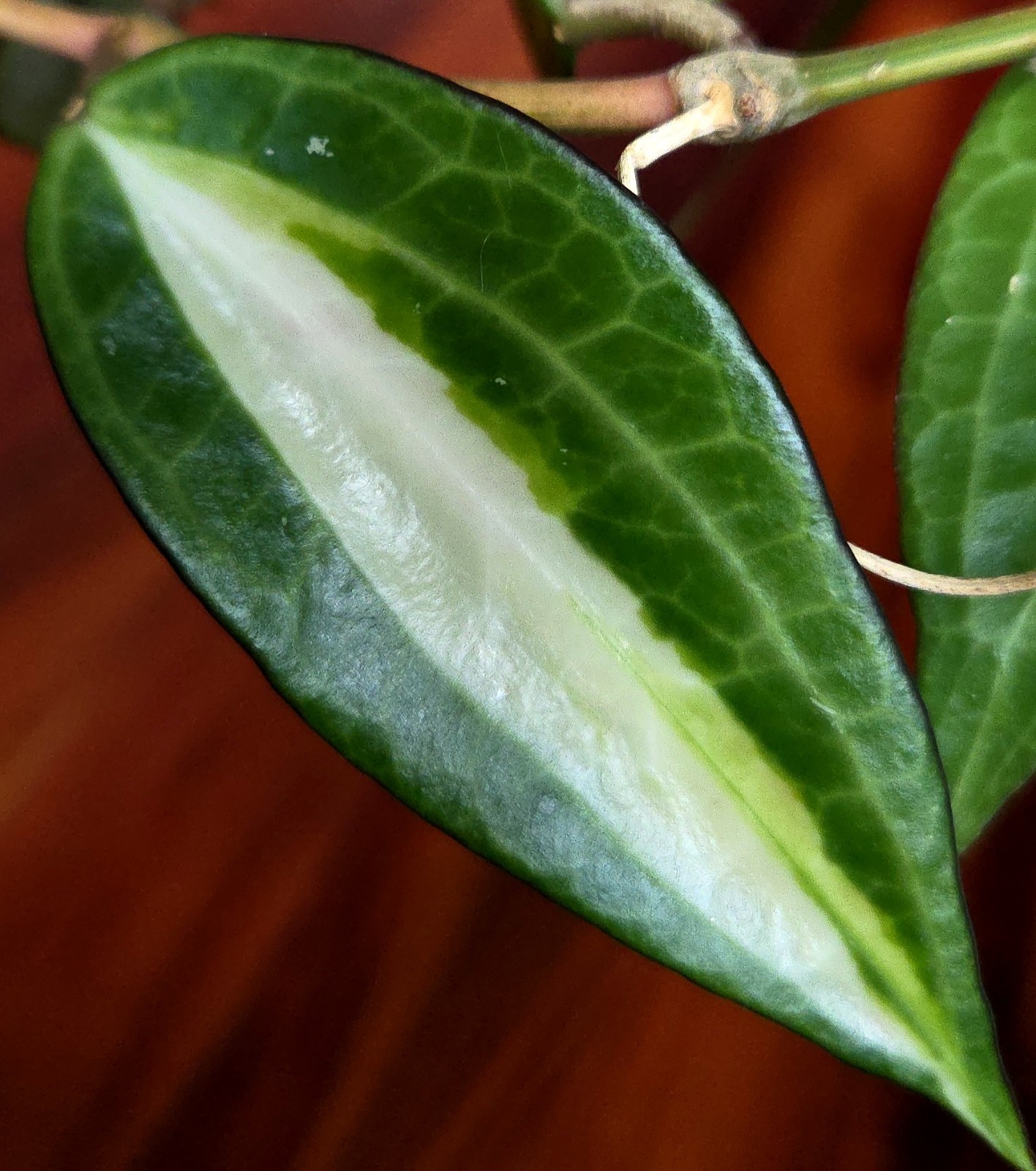 Rare Reverse Variegated Hoya Latifolia 24″ Tall Not Monstera Philodendron Aroid