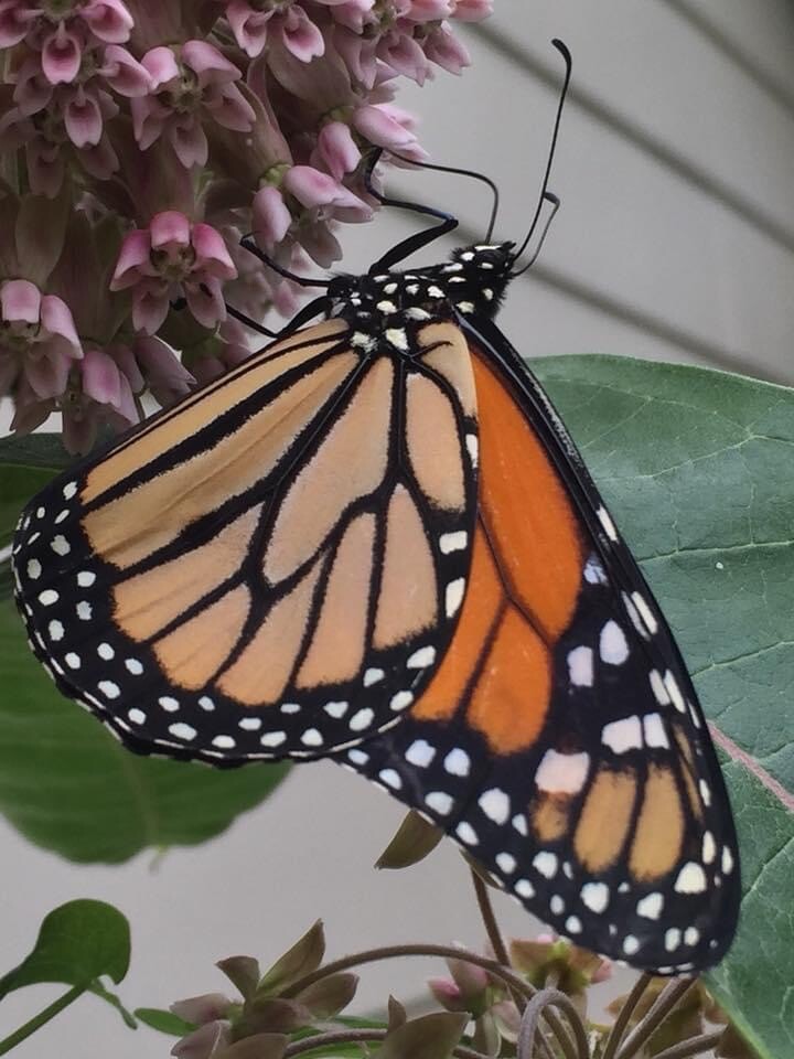 Common Milkweed 100+ seeds (Asclepias syriaca) Help Monarch Butterflies