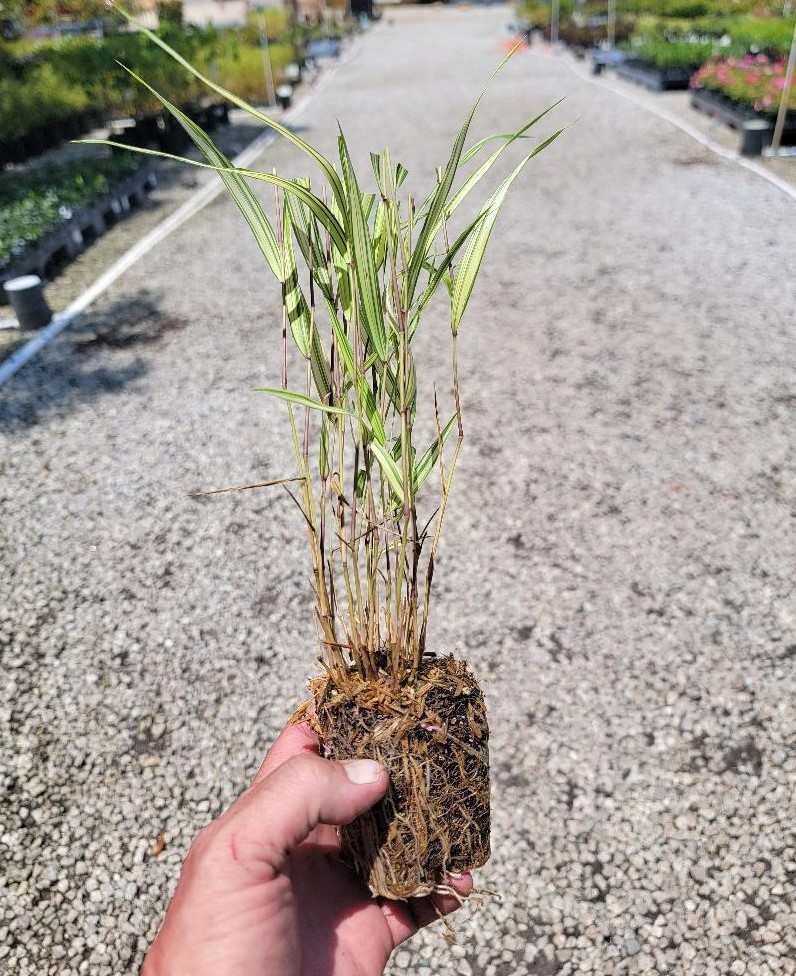 ( 1 ) – Lime Zest Japanese Forest Grass – Starter Plant ( 7m ) ( 1 live plant )