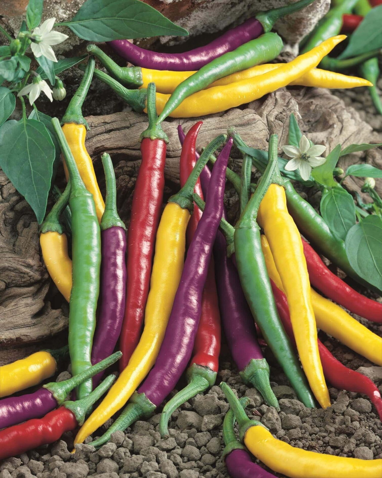 HOT PEPPER CAYENNE BLEND 10 SEEDS