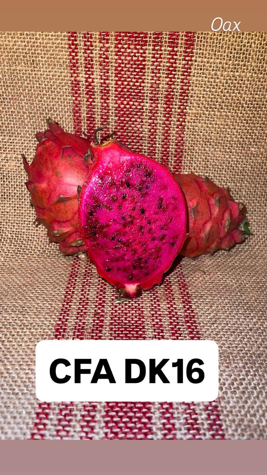 MEGALANTHUS Bundle, Diego’s DK, Desert weed, Frankie’s Red, Ohana Express, DK!!!