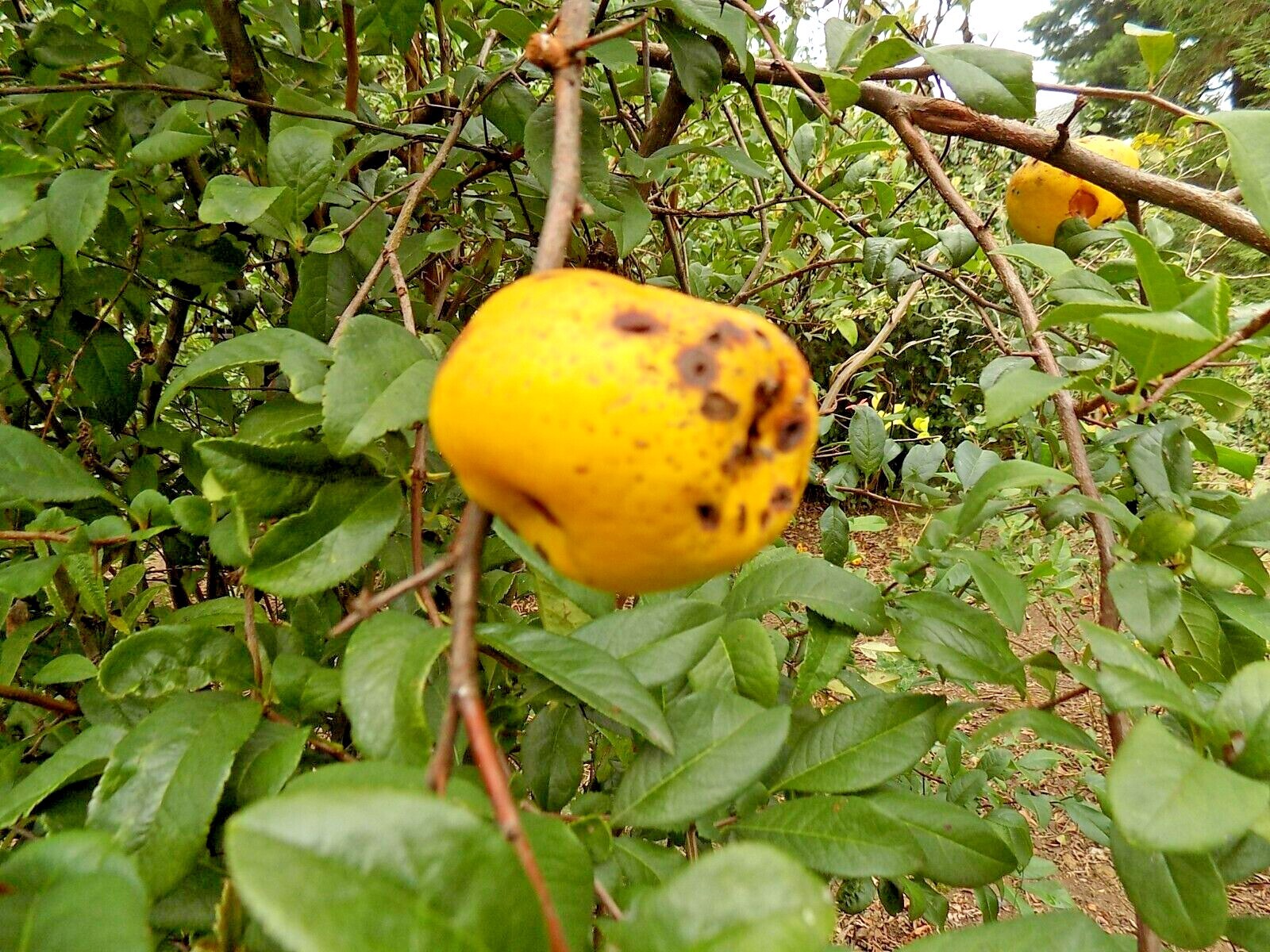 15 APPLE BLOSSUM JAPANESE QUINCE SEEDS – Chaenomeles speciosa ‘Apple Blossom ‘