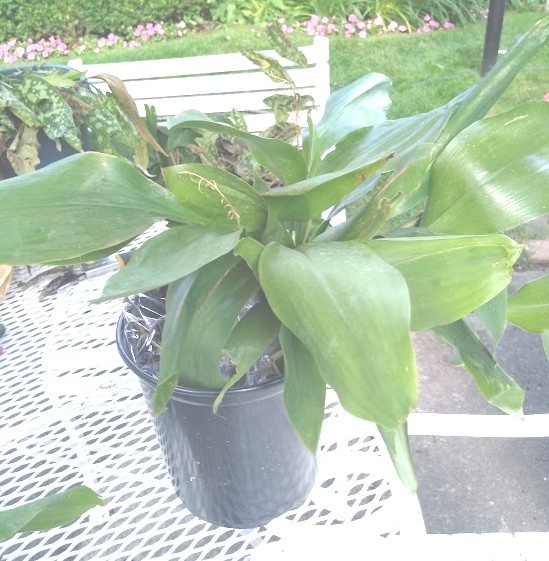 LILY of the VALLEY 30 PIPs BAREROOTS Freshly harvested Glower Bloom in Spring