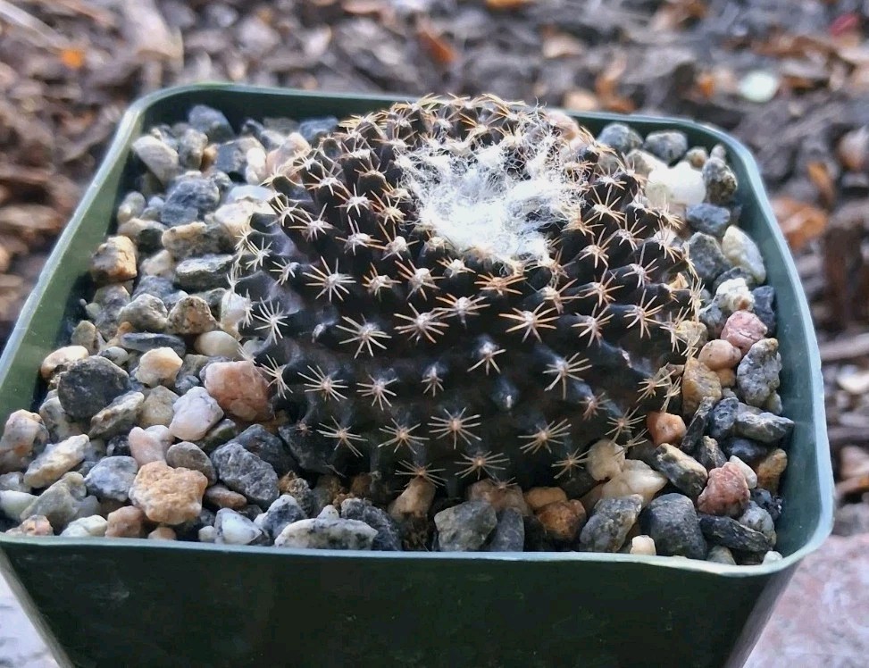 Copiapoa Tenuissima PURPLE Cactus Blooms Yellow Ships In 4″ Pot Just Beautiful