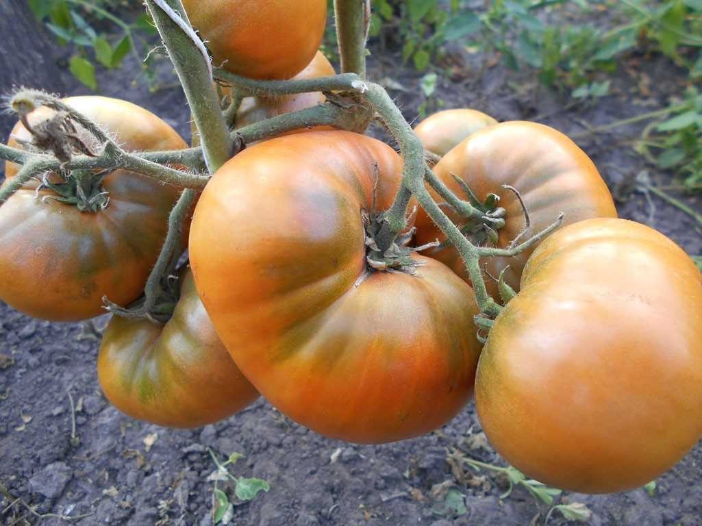 10 seeds Uluru Ochre DWARF Tomato Variety ORGANIC DTP beefsteak