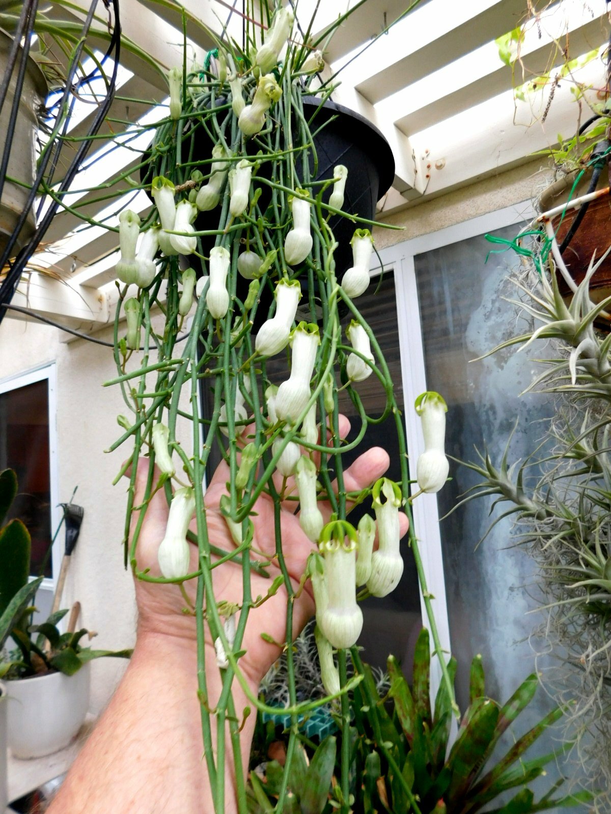 CEROPEGIA AMPLIATA or CONDOM FLOWER in a FLORAL EXPLOSION very easy rooting