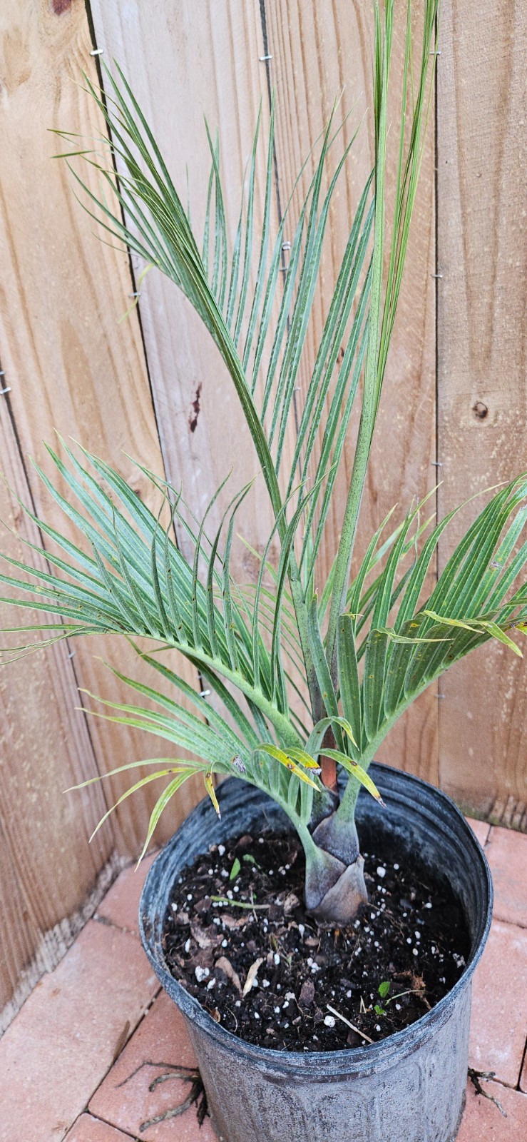 LIVE PLANT 3ft Dypsis decaryi Three sided Triangle palm Neodypsis
