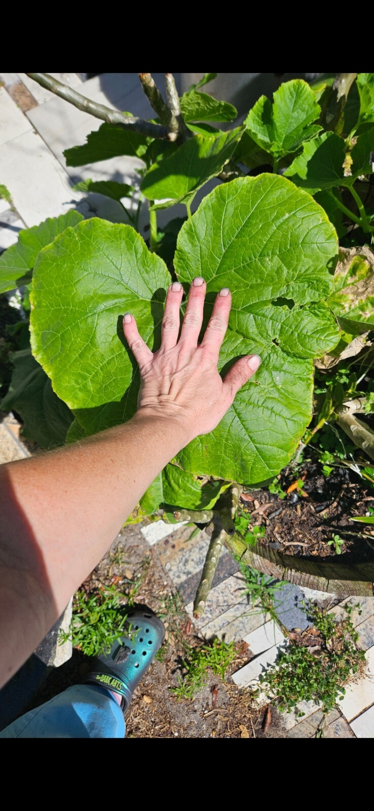 Butternut Squash – Seeds – Organic – Non Gmo – Heirloom – Vegetable Seeds (40)