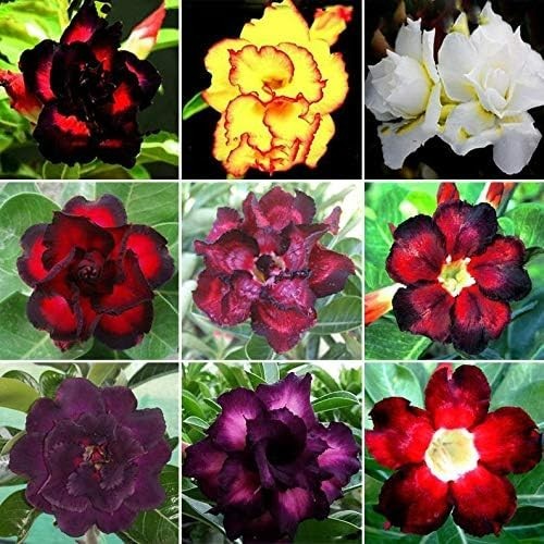 20 Exotic Desert Rose Seeds – Low Maintenance Adenium Obesum for Home Gardens
