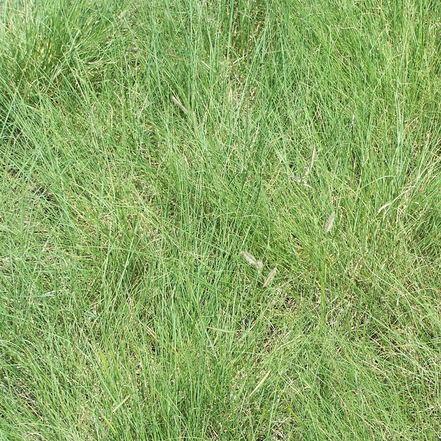 1 LB Blue Grama Native & Prairie Grass For Drought Tolerance & Xeriscape