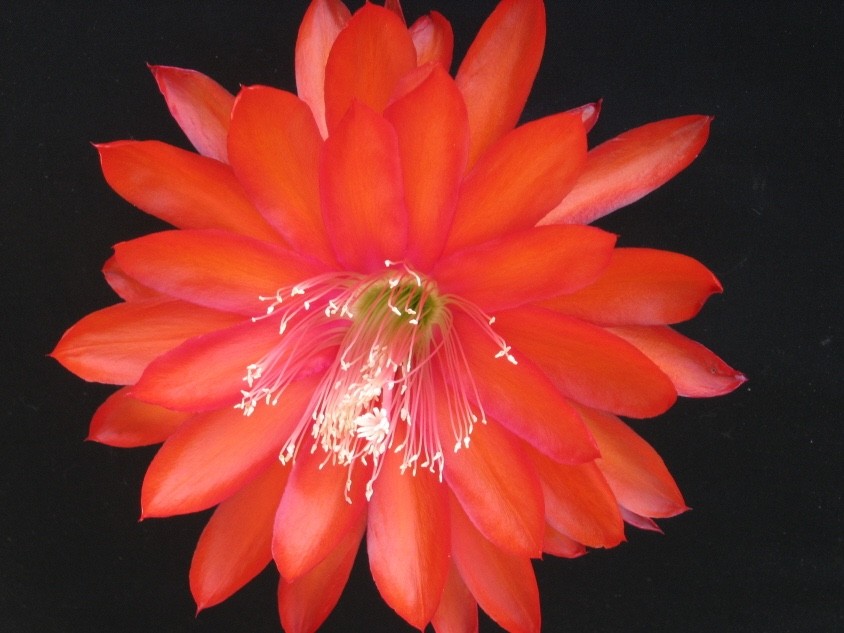 Epiphyllum, Orchid Cactus, ” TIJUANA BRASS “, Don’s Quart pots JUNE/2