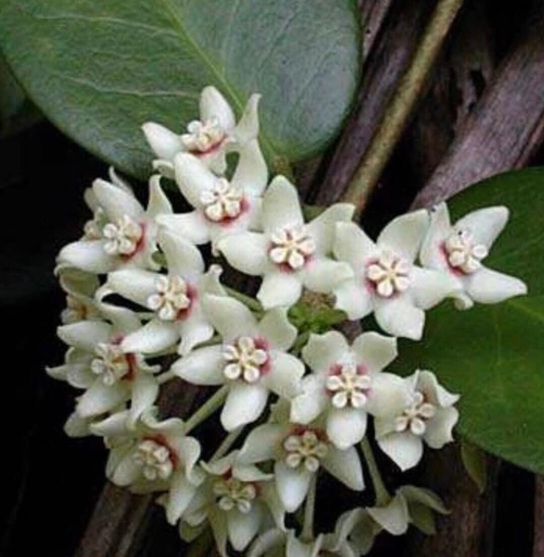 Hoya Australis Vine Wax Flower Live Plant New Growth, California USA Seller
