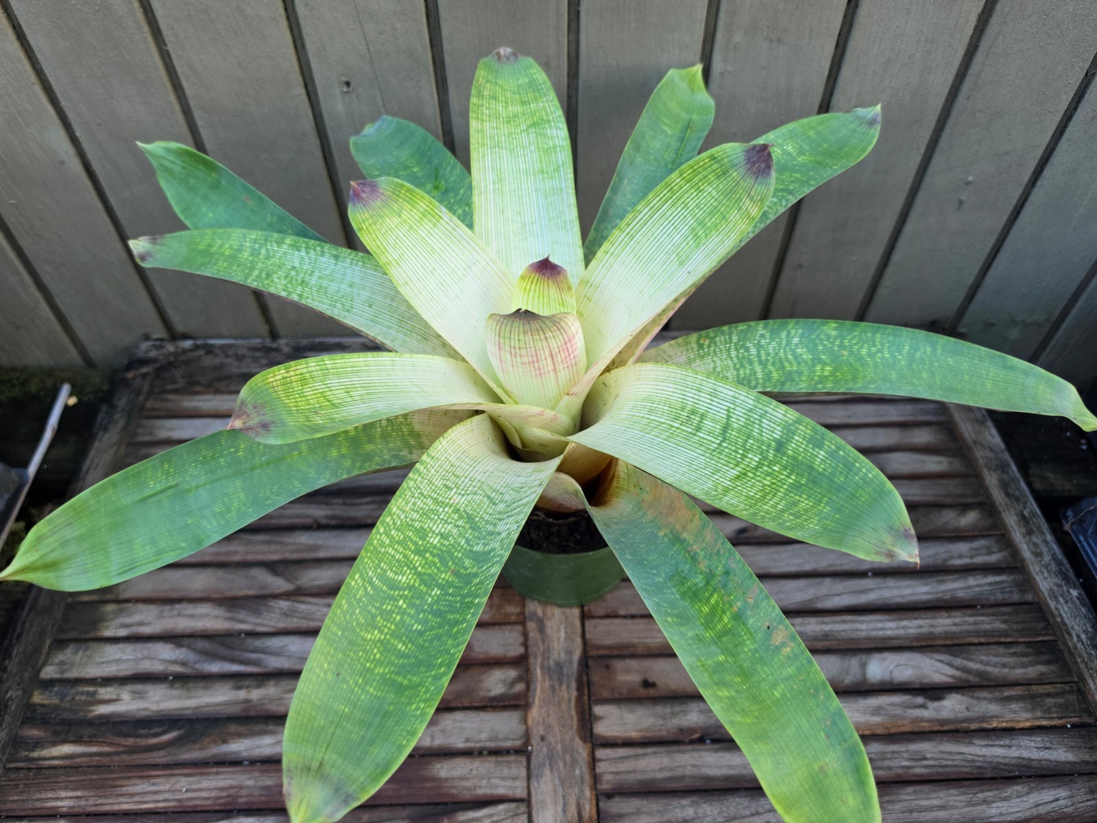 Vriesea hybrid rare bromeliad 6”pot