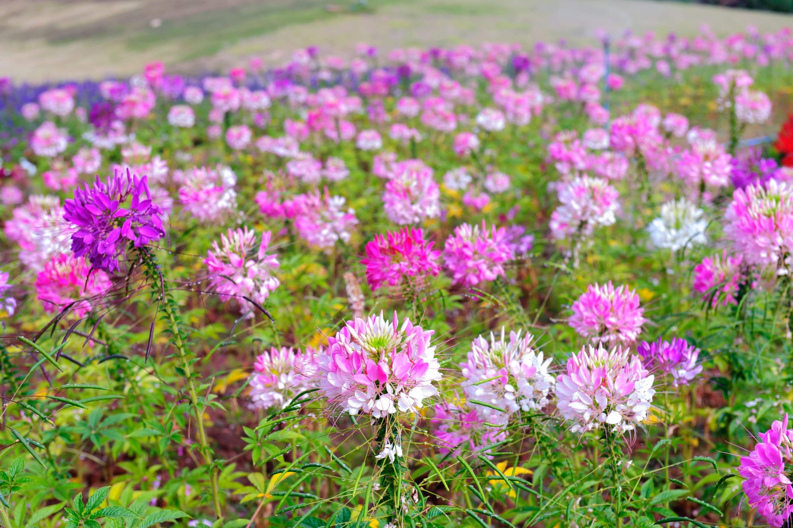 250 MIXED Colors QUEEN CLEOME Hassleriana Spinosa Spider Flower Seeds