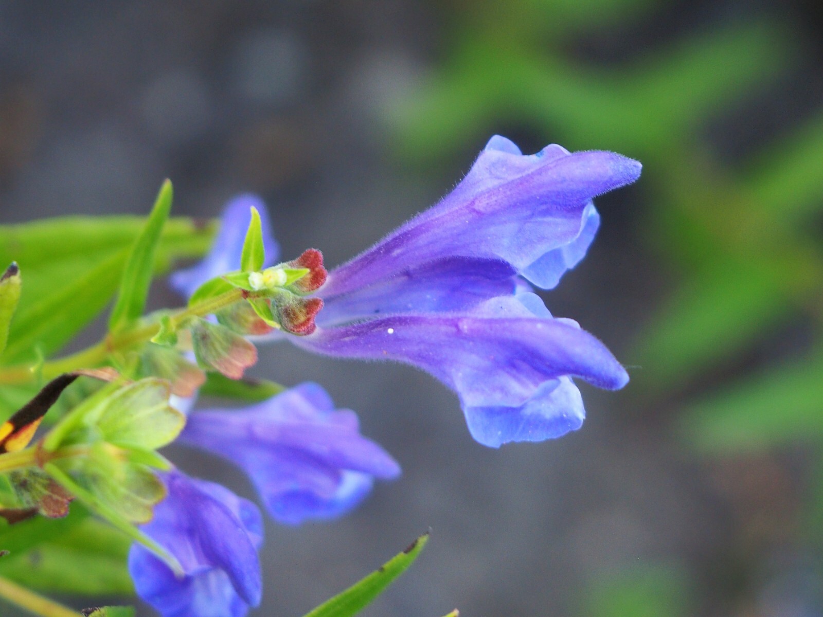 250 Scutellaria baicalensis Seeds – Baikal Scullcap Seeds – Medicinal Herb
