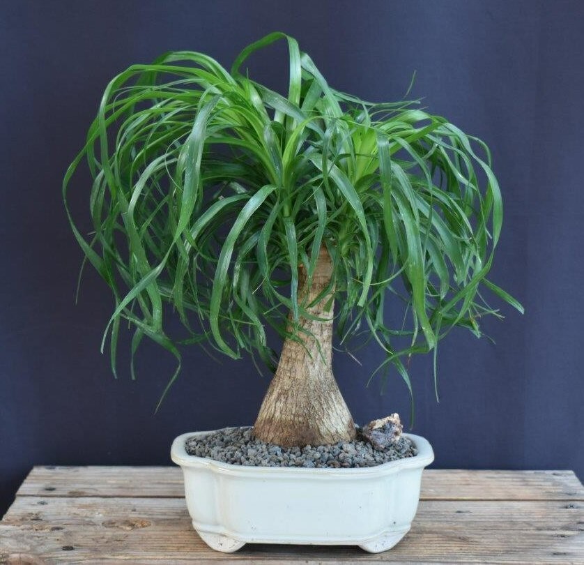 Ponytail Palm Bonsai Tree Live Plant Indoor Beaucamea Recurvata 12″H Easy Care