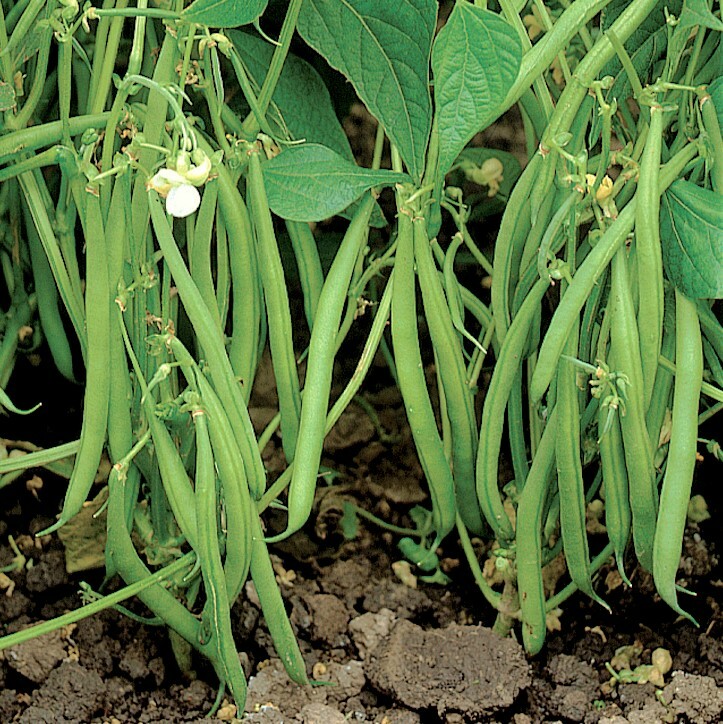 BULK 3 Colors Mix Bean Seeds (Mardi Gras) | Purple, Yellow, Green Tricolor 2024