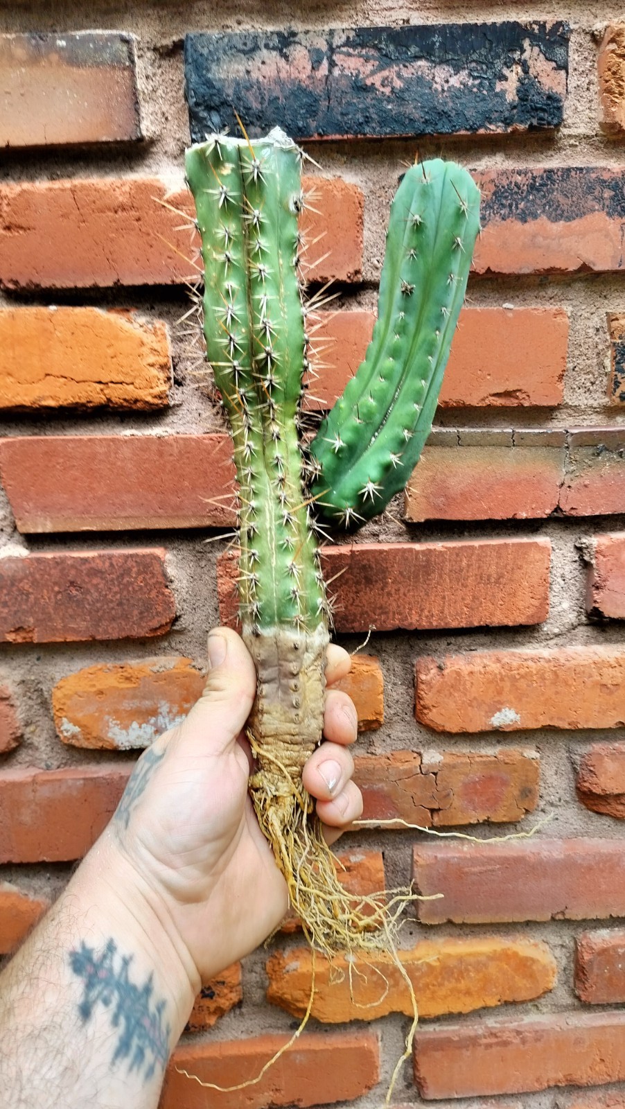 Sacred Cactus – Bridge.XPeru. – Fully Rooted & Ready To Plant ( Exact Cactus)