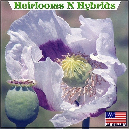 20,000 Stratified Tasmanian Papever Somniferum Poppy Seeds For Planting, Gifting