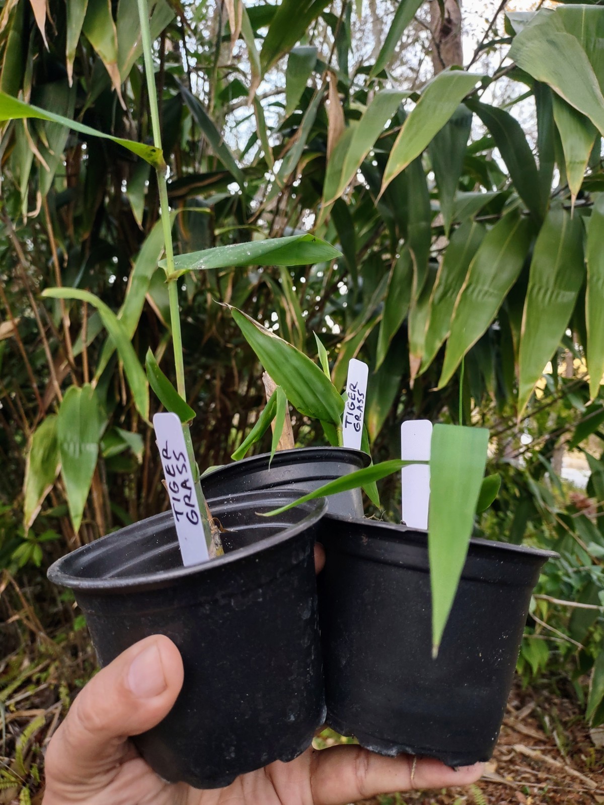 Tiger Grass (Thysanolaena maxima) – Live Rooted Plant – 4 Inch Pot – Ornamental