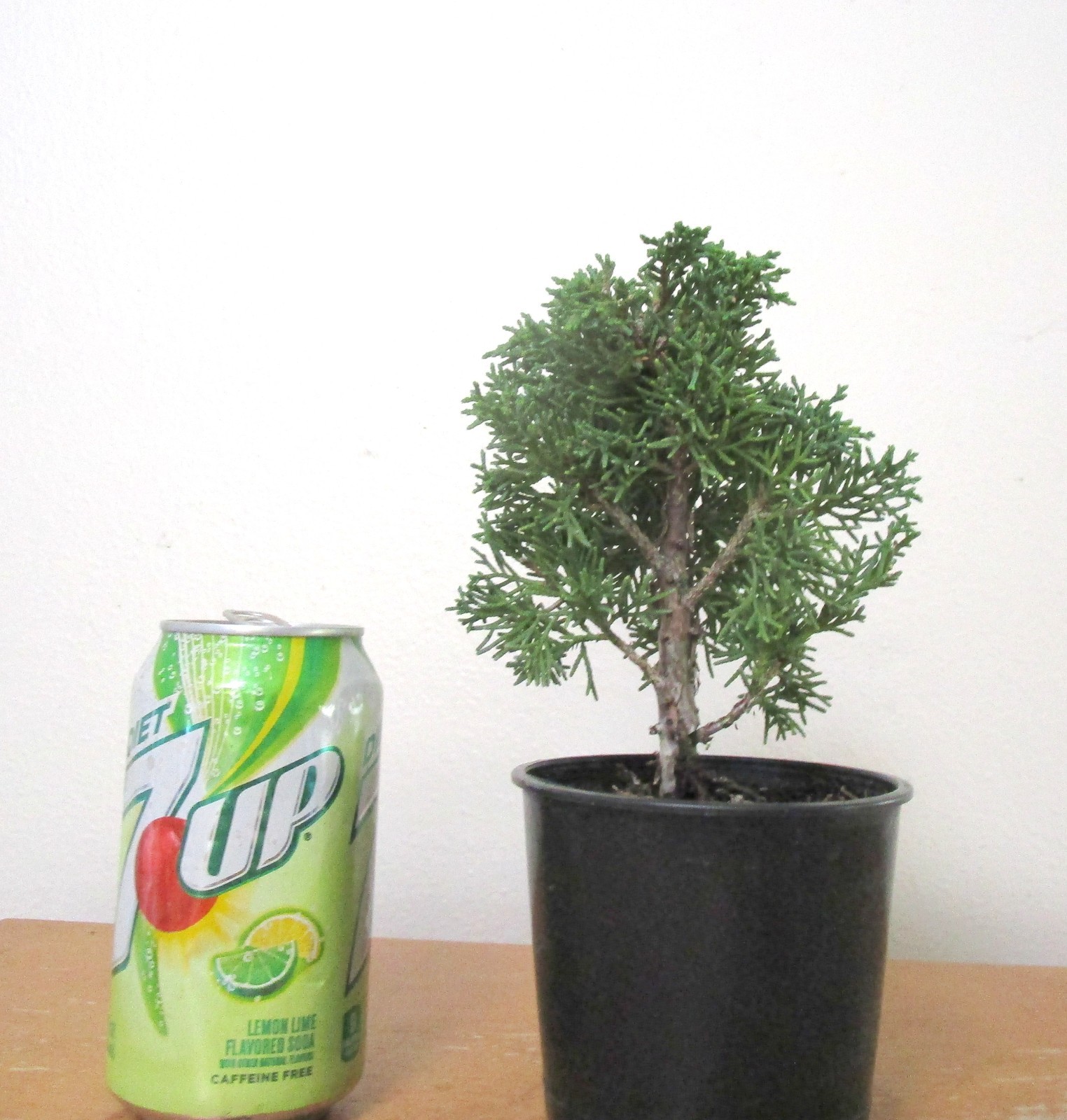 Chinese Juniper Shimpaku for shohin mame bonsai tree free shipping