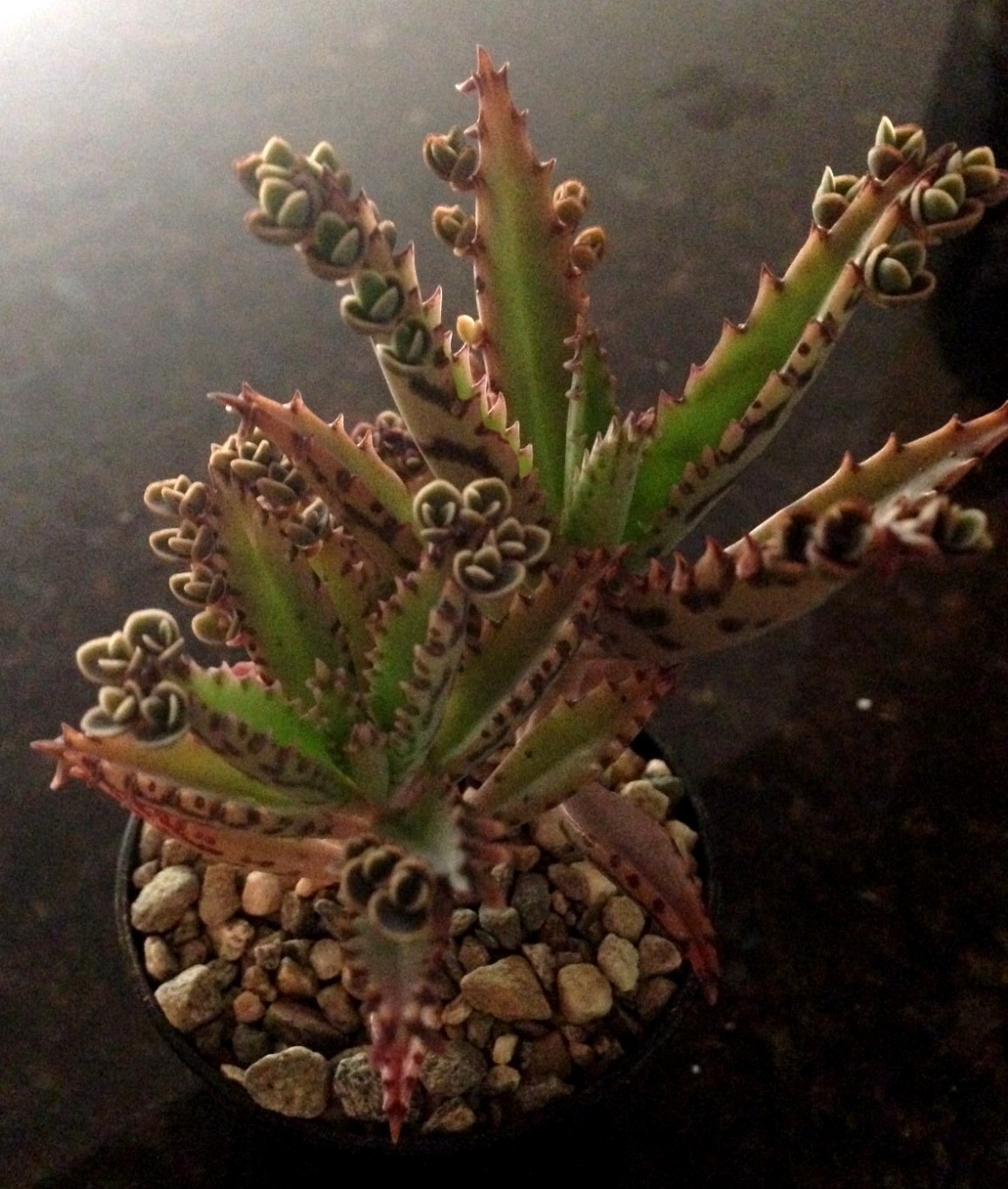 “MOTHER OF MILLIONS” KALANCHOE BRYOPHYLLUM DELAGOENSE – 2 1/4 INCH SUCCULENT POT