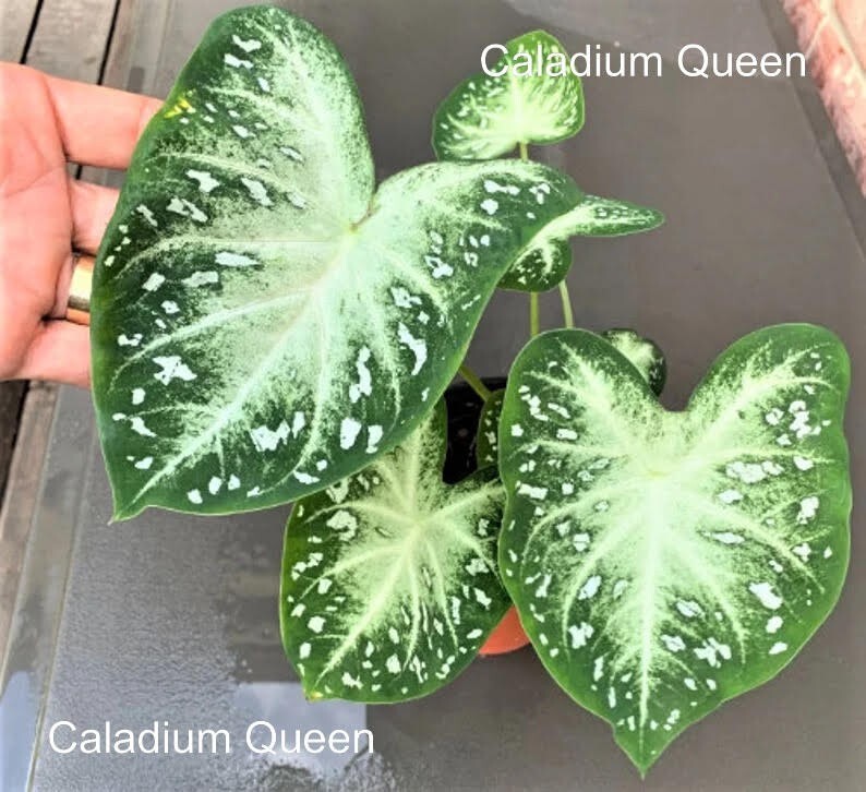 Caladium ‘Stardust’ Size #2 (2 BULBS) (You get 2 bulbs)
