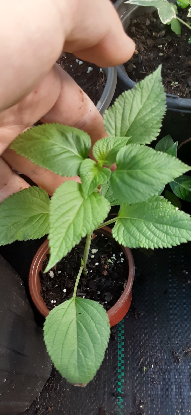 Amistad Salvia Live Starter- READ LISTING