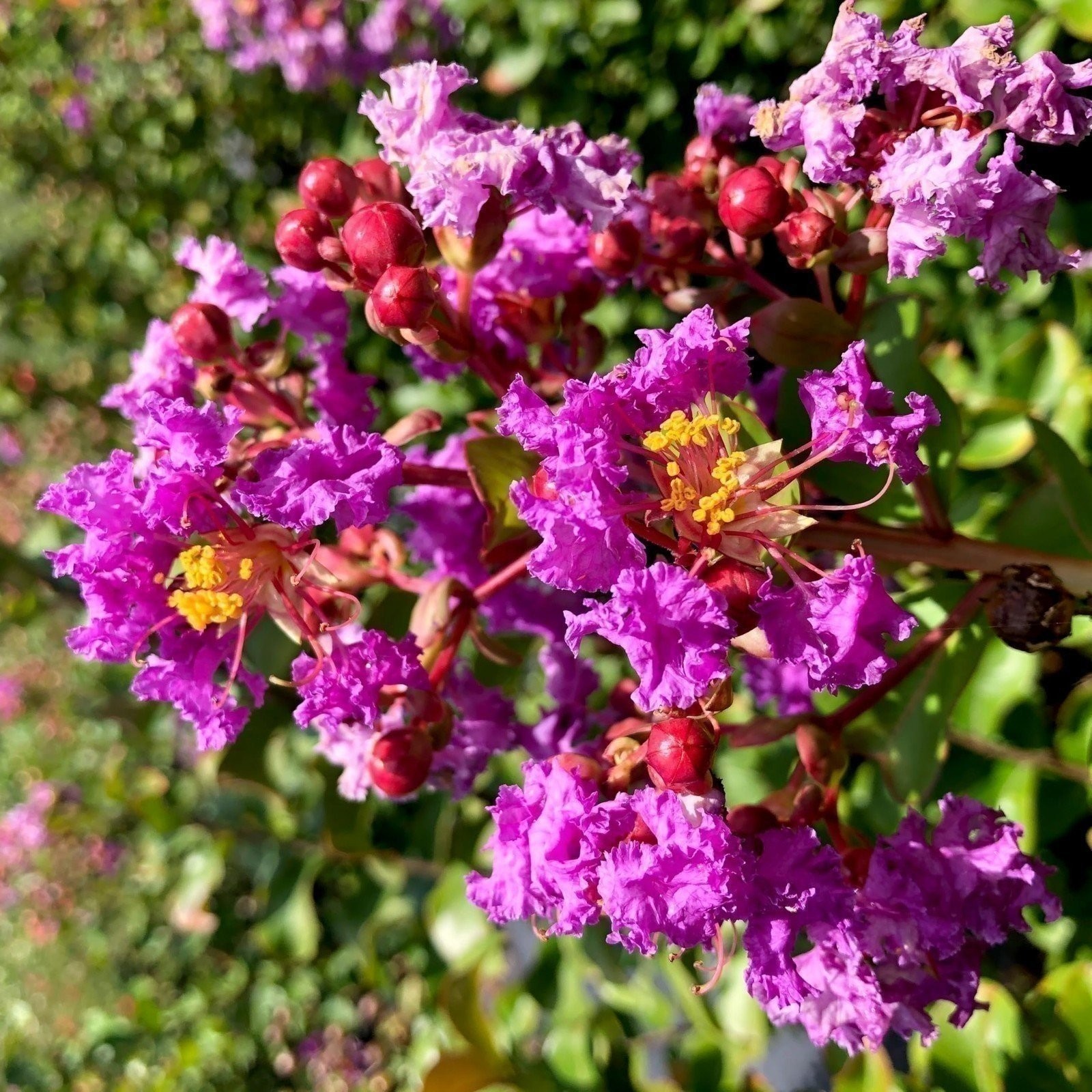 Crape Myrtle Twilight | 3 Gallon | Lagerstroemia indica | Summer Blooms