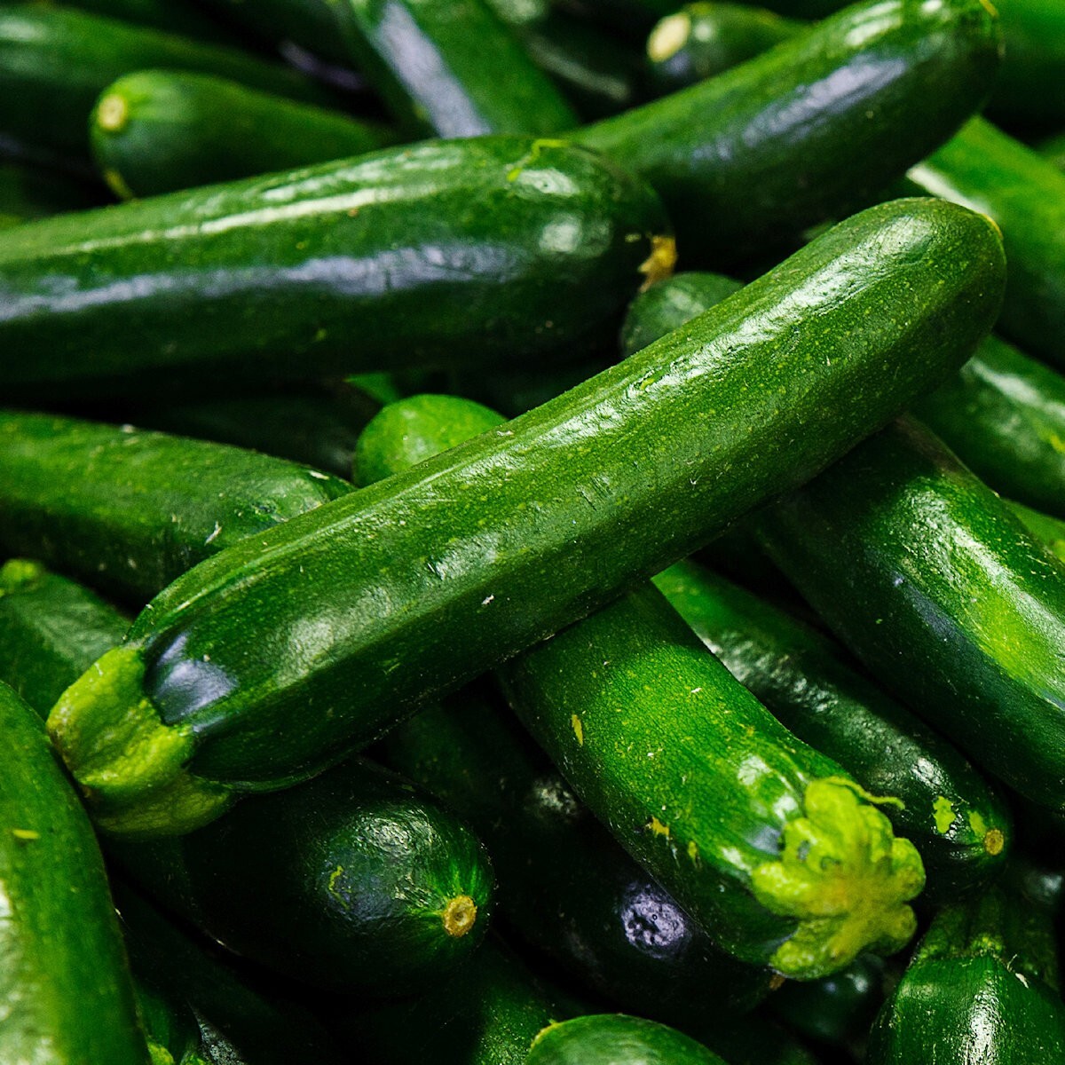 1 Lb Dark Green Zucchini Summer Squash Seeds – Everwilde Farms Mylar Seed Packet