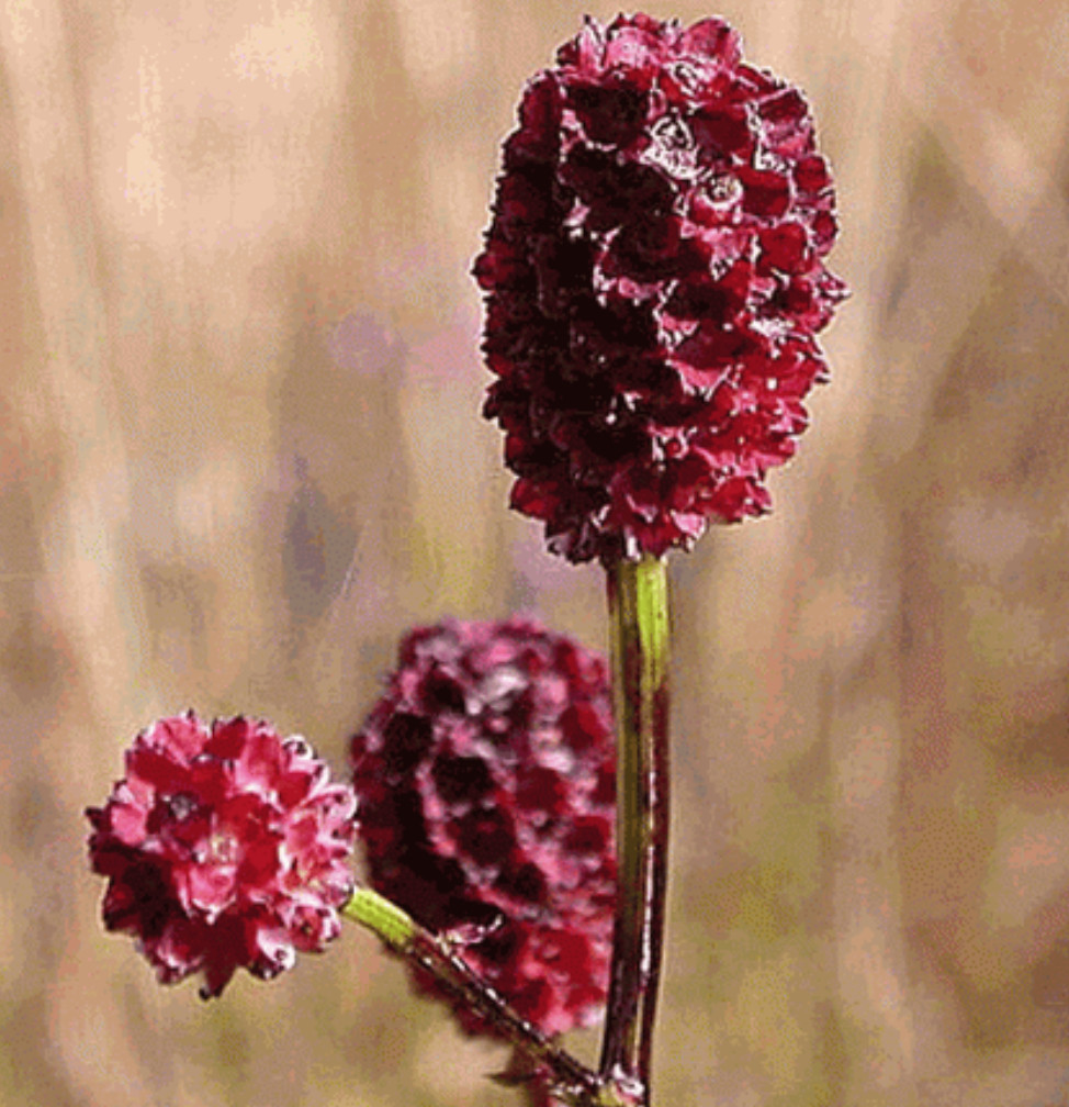 BULK Seeds Great Burnet Sanguisorba Edible Wildflower Red Blooms Herb Cucumber
