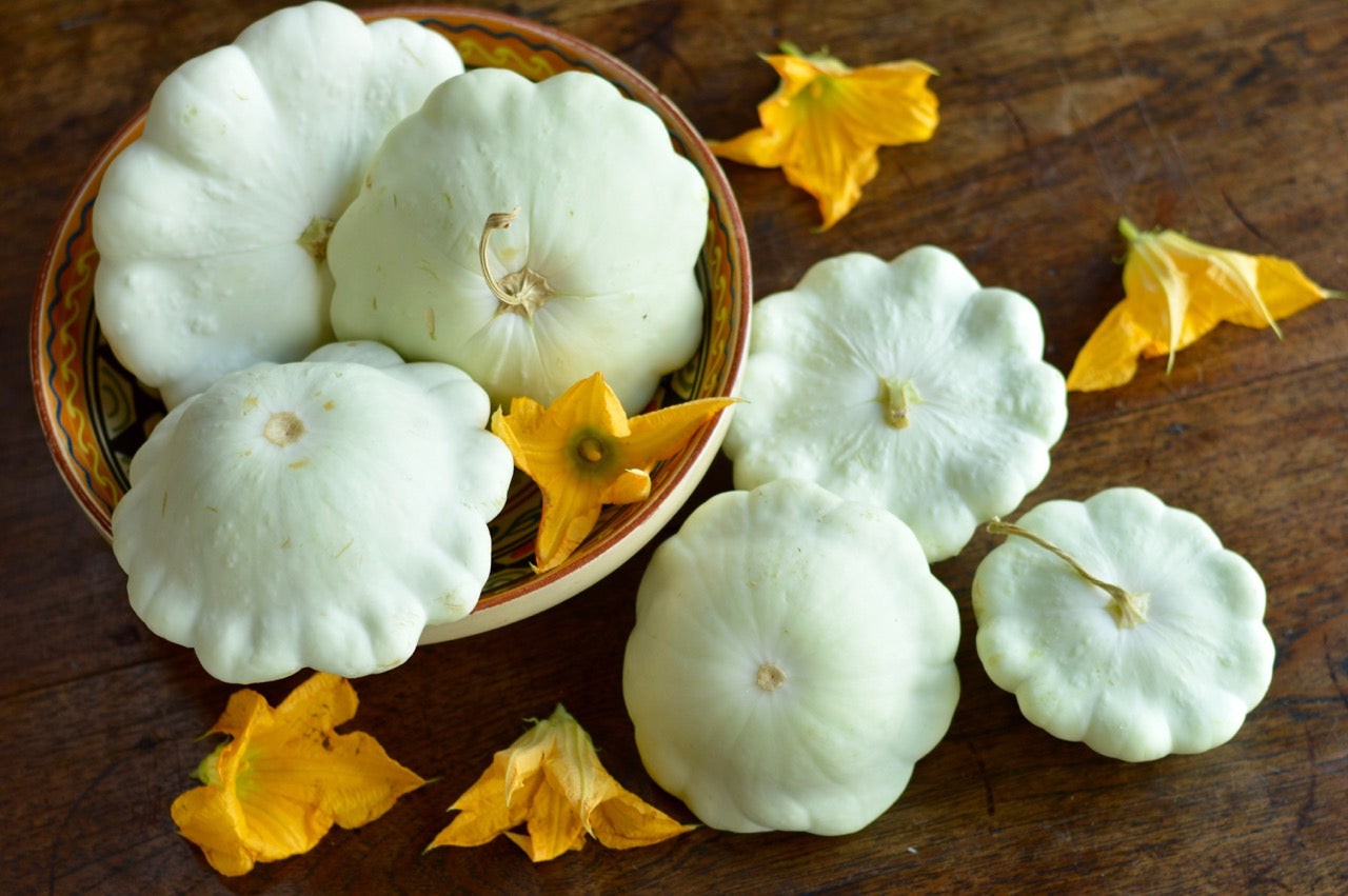 Early White Patty Pan Seeds | Bush Scallop Summer Squash Vegetable Seed New 2024