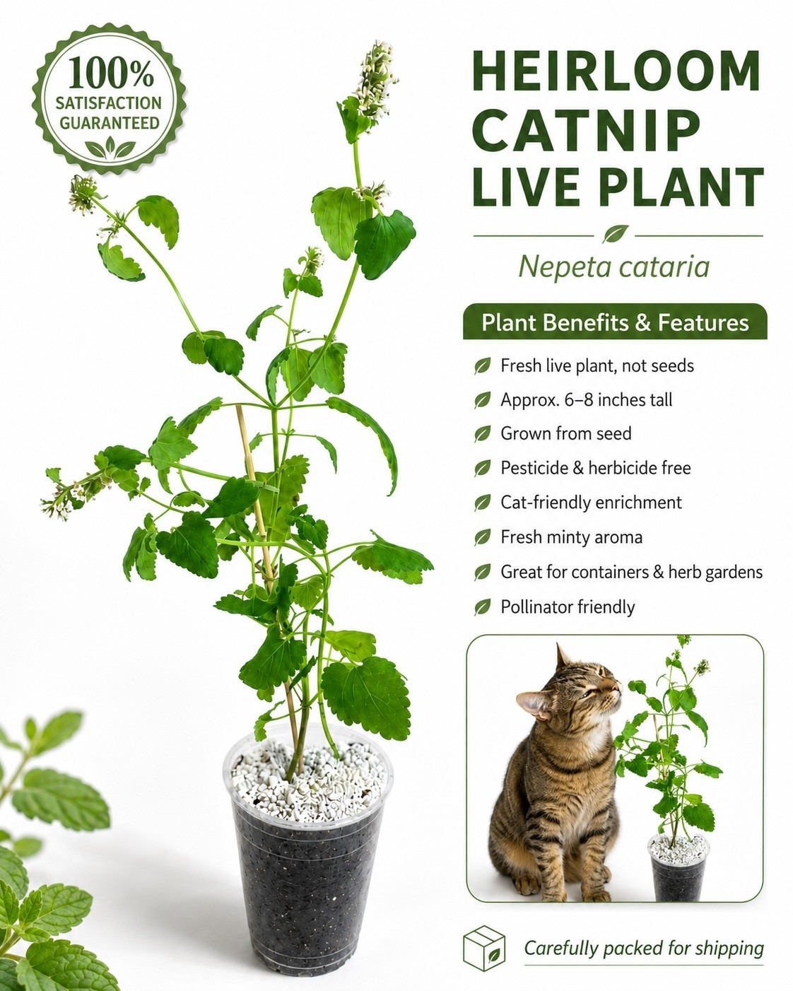 Heirloom Live Catnip Plant Nepeta Cataria Cat Mint Herb Pesticide Free 8″ Plant