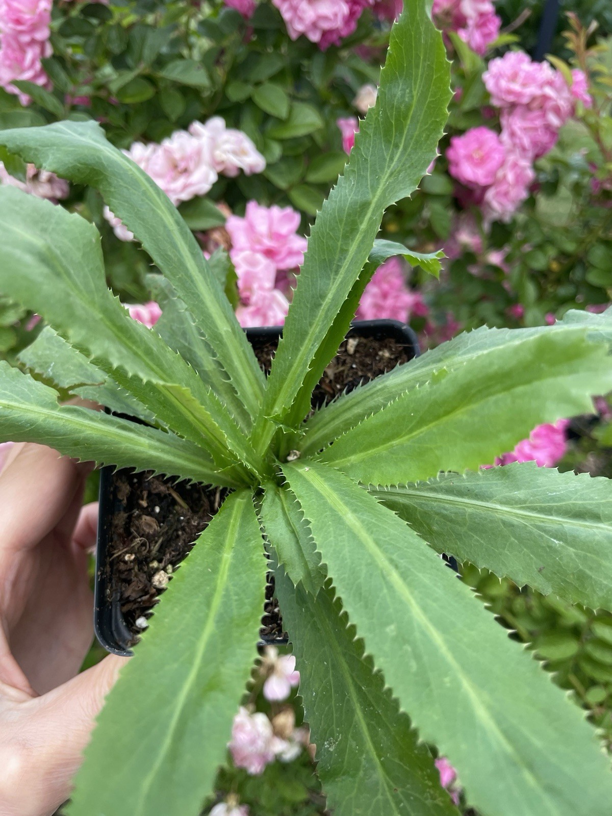 Culantro live plants 2-3 Plants Per Pot- Ngo Gai – Ship With 3.5 Inches Pot
