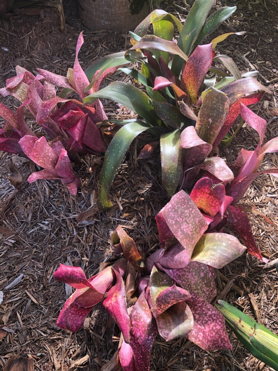 Billbergia PINK CHAMPAGNE Bromeliad one tropical plant ***SALE***