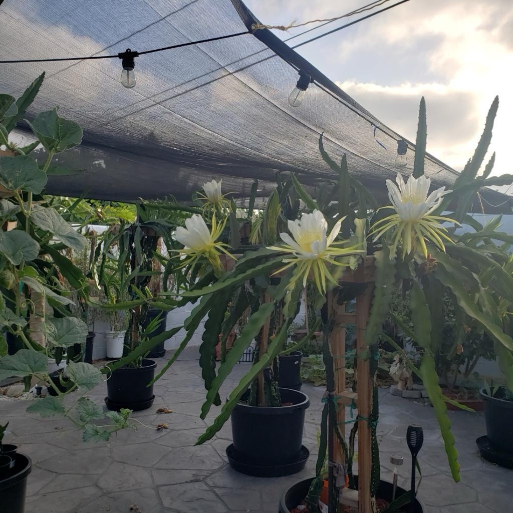 3 Asunta5 DRAGON FRUIT CUTTING 8-12 Inches Check Description