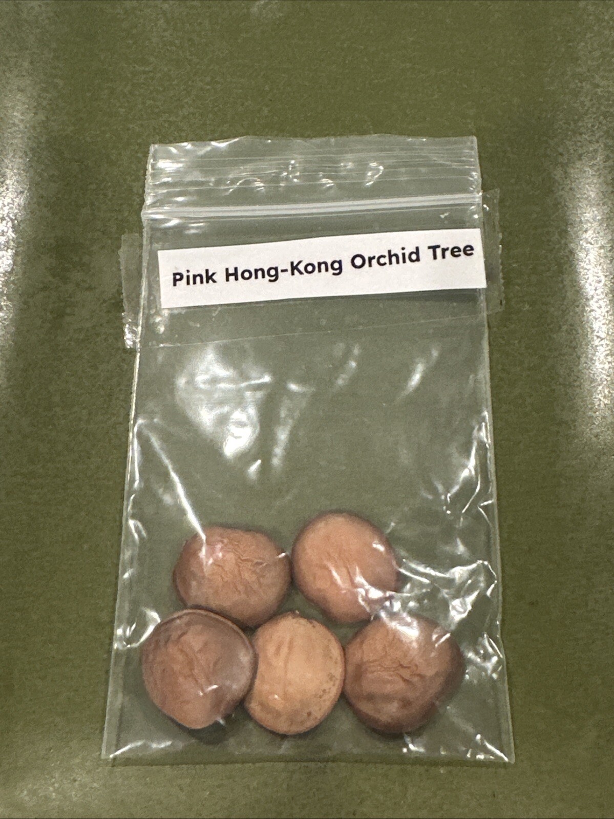 5+ Pink Hong Kong Orchid Tree Seeds FL-Grown Rare Beauty (Bauhinia monandra)