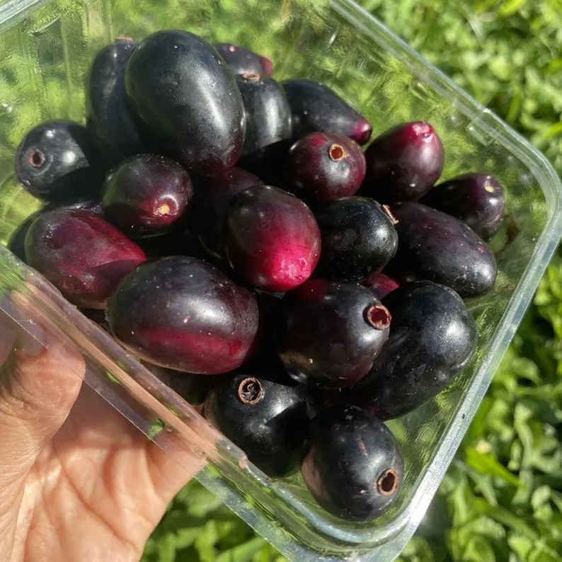 Java plum tree