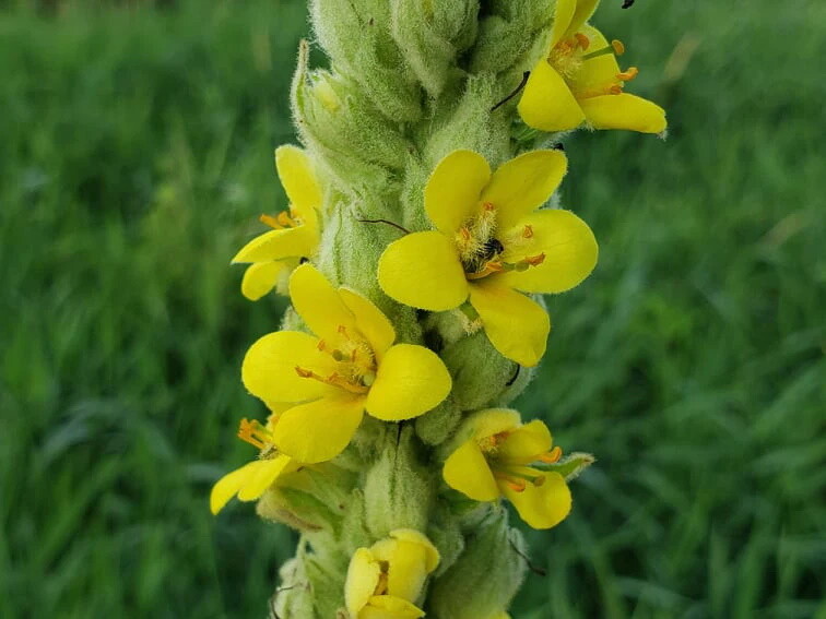 Common Mullein Seed ~ Verbascum thapsus ~ 300 to 200,000 seeds ~ 4 ounce bulk