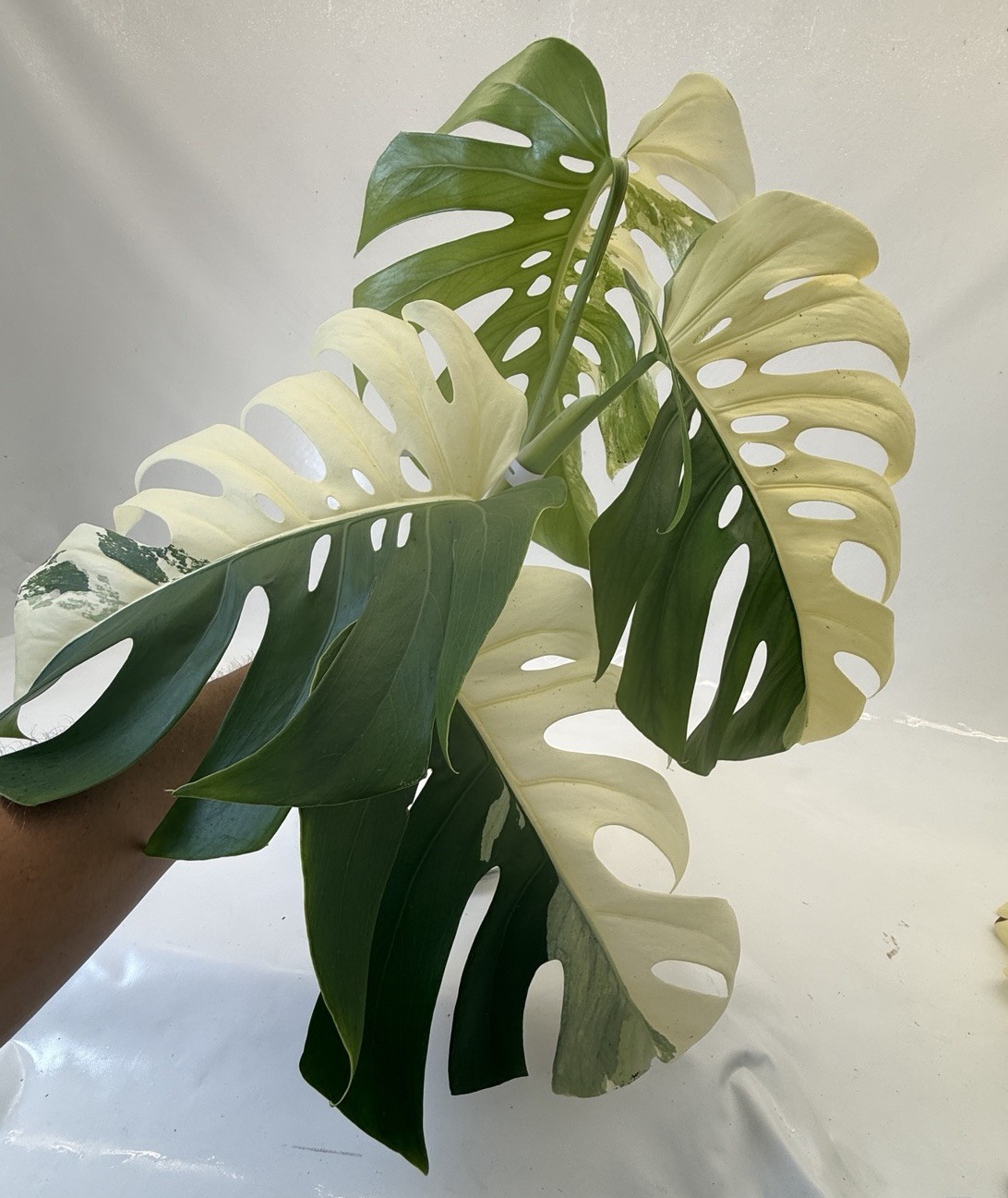 Monstera Albo top cutting EBAY-2606-103