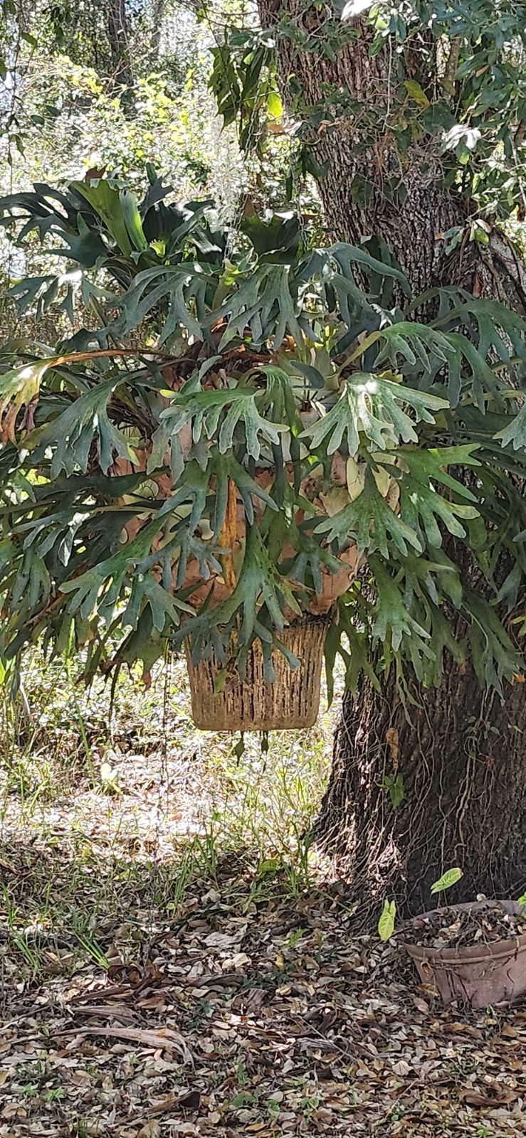 HUGE Staghorn Fern 6 FEET+ WIDE -Tampa/St. Petersburg area -you take down/pickup