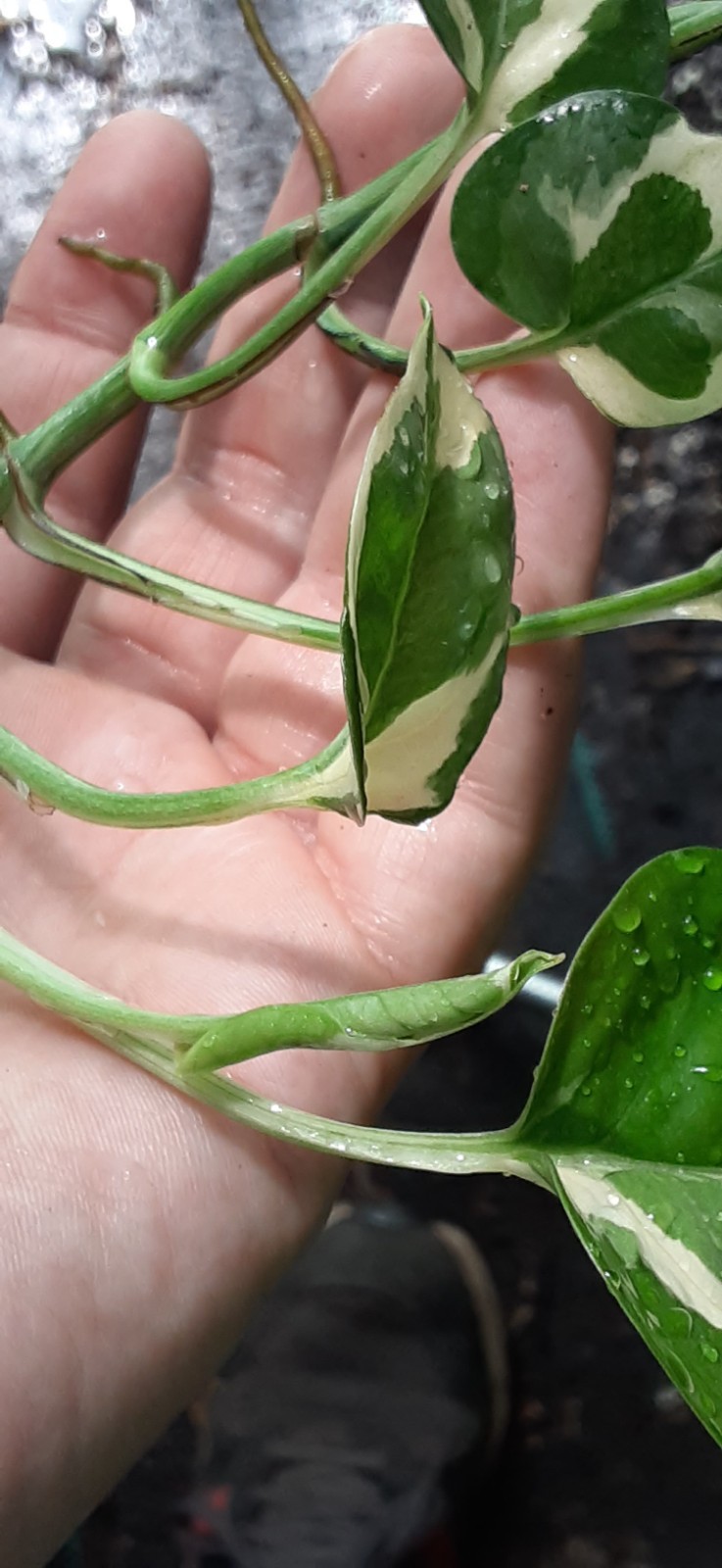 1 Healthy Cutting N’Joy POTHOS- READ LISTING