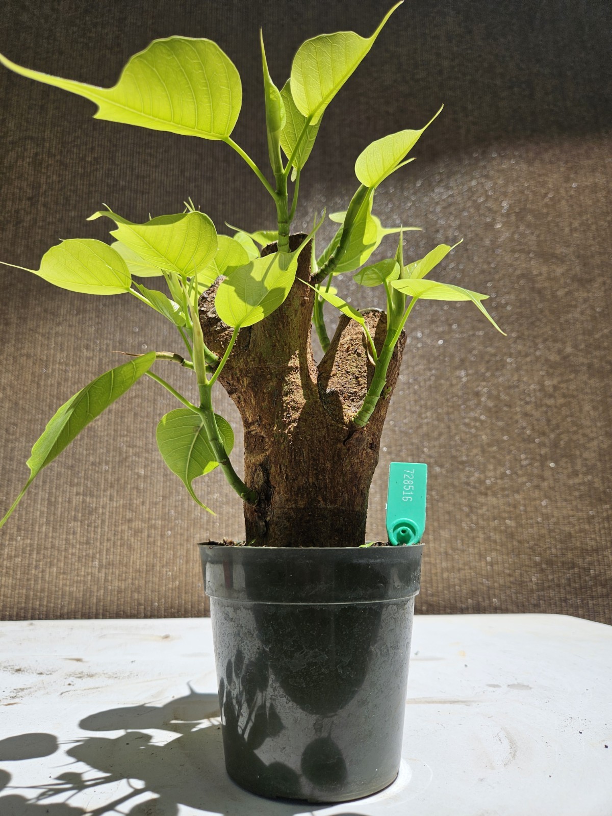 Ficus religiosa ( Sacred fig – Cây Bồ Đề) Bonsai Tree,,,, sale