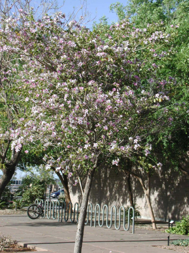 1-1000 PCS Pink Orchid Tree Seeds Bauhinia variegata Mountain Hawaiian 0130