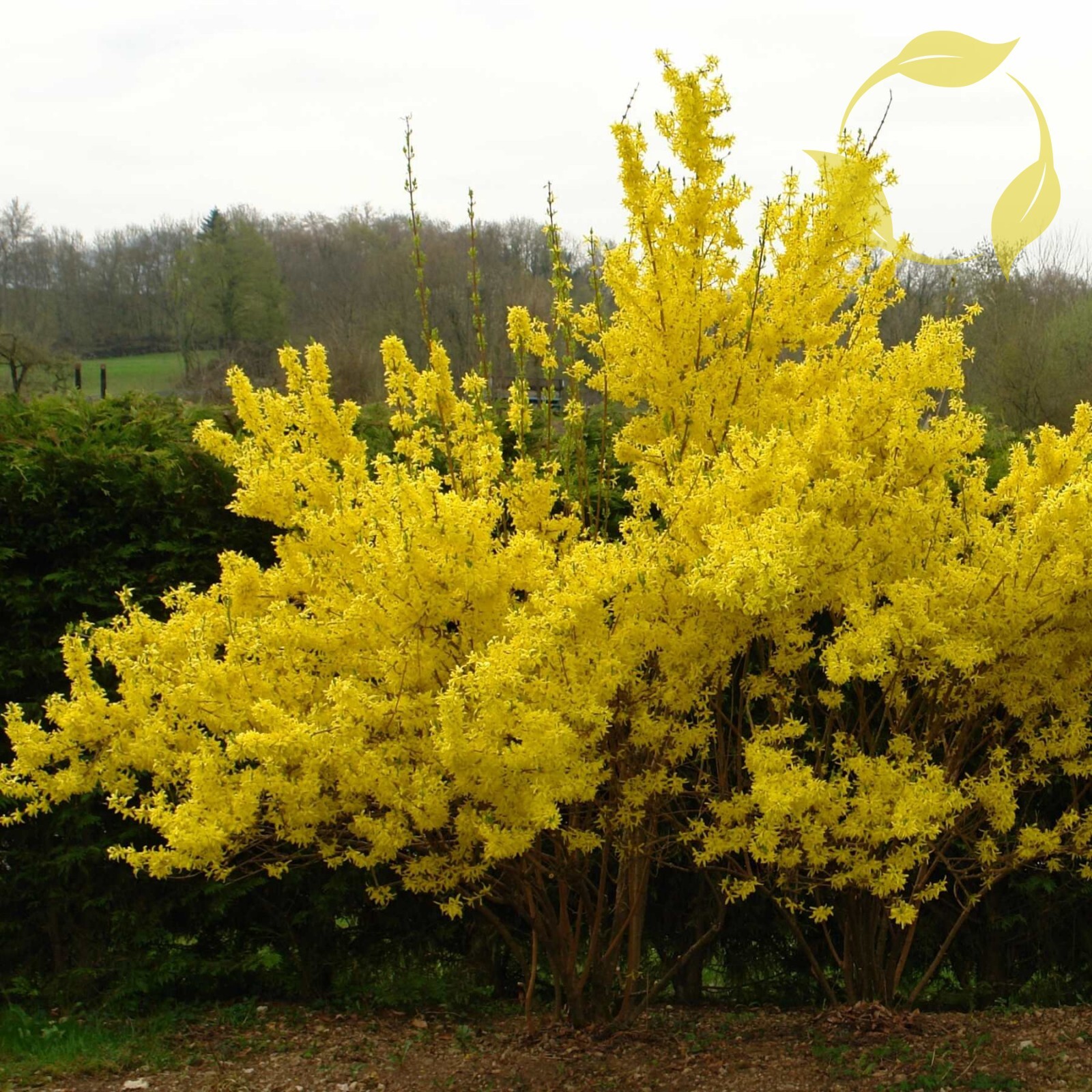 TRIFOLIATE FORSYTHIA Forsythia Suspensa – 20+ SEEDS