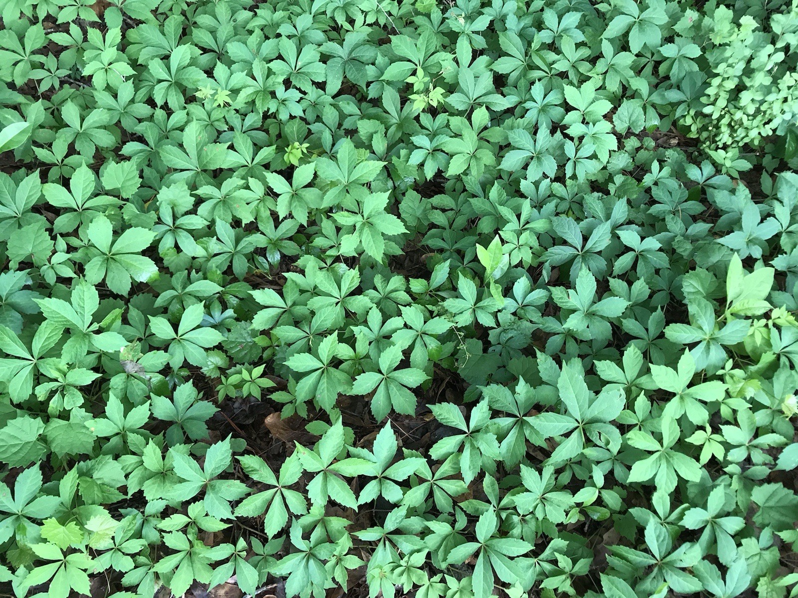 7 Virginia Creeper Vine Parthenocissus Bare Root Perennial Starter Plants 8-10″